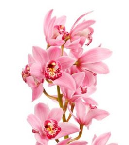 sapnuoti orchidėjas